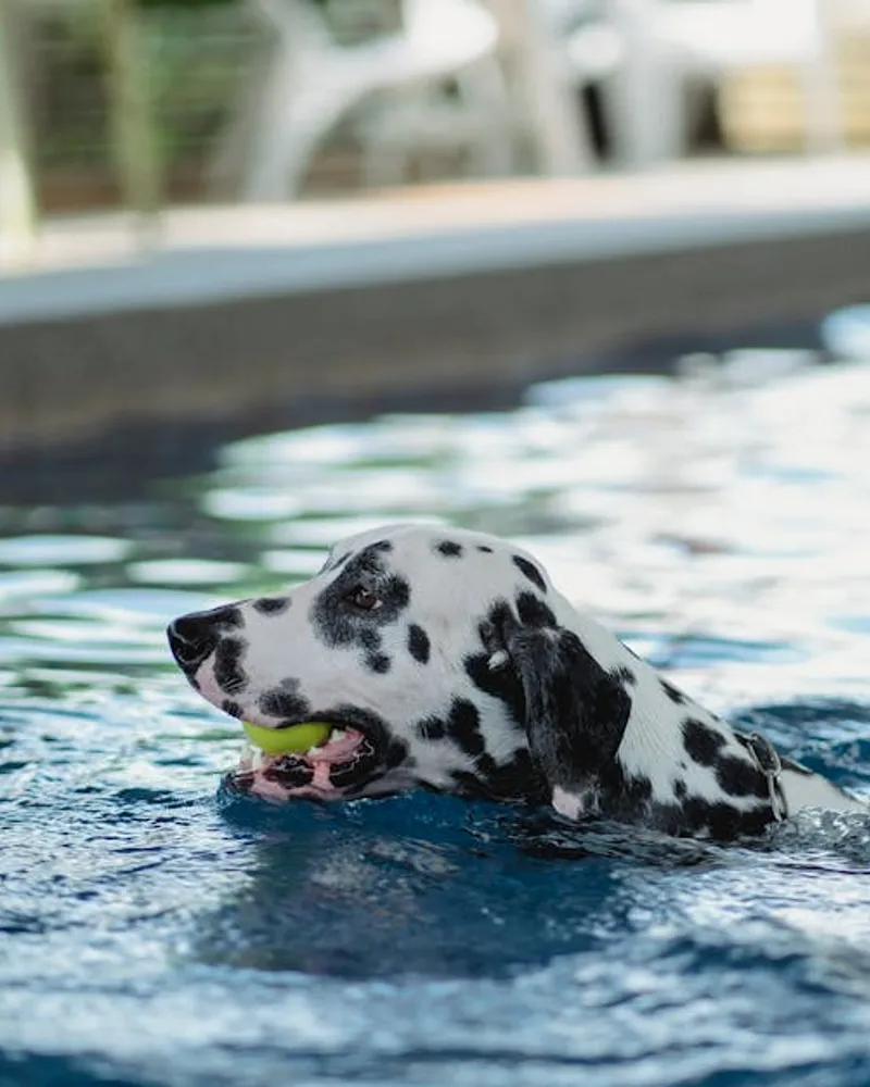 Les avantages et inconvénients des revêtements pour piscine en Guadeloupe